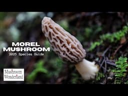 Morel Mushrooms- 2025 species guide