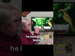 Identifying Young Male Orchard Orioles #shorts