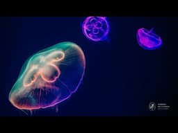 [Coupole] GRANDE NUIT DE LA MEDIATION SCIENTIFIQUE - Académie des sciences