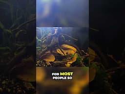 Unveiling My Rare Fish: A Collector's Dream