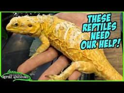 WHAT IS GOING ON IN THIS REPTILE SHOP!?