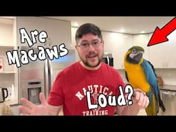 How Noisy and Loud are Macaws?