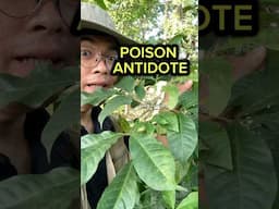 Molave is traditionally used as a poison antidote
