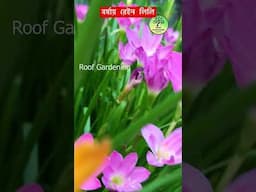 বর্ষায় রেইন লিলি