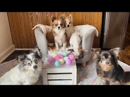 Holiday tutorial: How to color Easter eggs with your dogs!