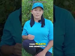 Gardening Tips: End of Season Tomato Plant Management