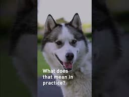🐶🐱 What is Responsible Pet Ownership? | FOUR PAWS