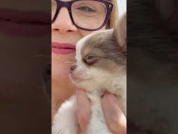 Help! Does my Puppy have Water on the Brain? #sweetiepiepets #puppy #hydrocephalus #chihuahuapuppy
