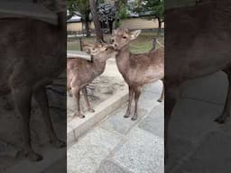 Cute deer in Nara, Japan 🦌❤️ #travel #japan #japantravel