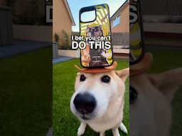 Will my Shiba puppy ever learn the art of ✨chill✨?! (Eeveebork x Littlemanyu) #cutenessoverload