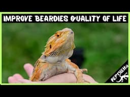 How To IMPROVE Your Bearded Dragon's Quality Of Life