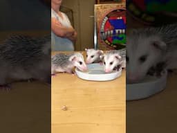Captive Bred Opossums eating #opossum #animals #shorts