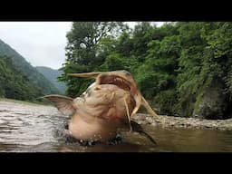 The Goonch River Monster Feeds on Burnt Human Remains!