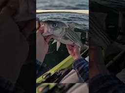 slow roll the bottom for stripers