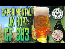 Experimental UK Hop CF383 Tested and Reviewed!