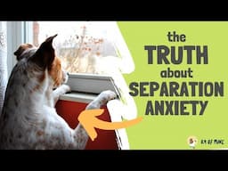 7 Lies You've Been Told About Dog Separation Anxiety!
