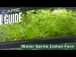 Plant Care Guide: Water Sprite