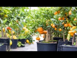 melhores frutíferas para ter no quintal até em vasos, a última é a melhor