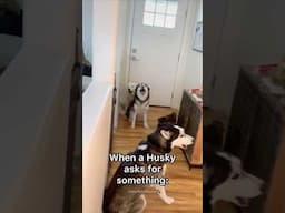 German Shepherd vs Husky🤣 Funniest Huskies | Best Videos #husky #doglovers #huskydog #shorts #dog
