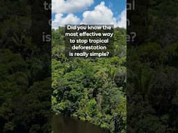 The simplest way to protect rainforests #deforestation