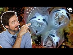 10 Animals I Didn't Know Existed!