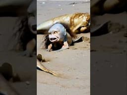 Mermaid Discovered Washed Up On Beach In South Africa