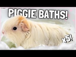 Bathtime Routine for all FIVE Guinea Pigs! 🛁🐹