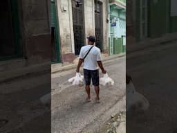 Havana bread peddler!