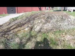 Il suono inconfondibile del volo delle regine: boom di API sull' acero norvegese #bees