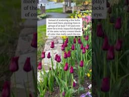 The ONE thing I do to get a full look in my tulip garden!🌷