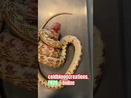 FK09 Florida Kingsnake from Cold Blood Creations #coldbloodcreations #snake #reptiles