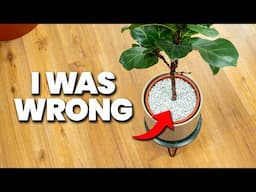 Why Your Plant Decor is Actually Hurting Your Plants