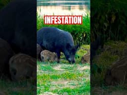The REAL Damage Caused by Feral Pigs is SHOCKING