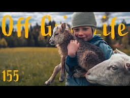 Spring on a Northern Swedish Homestead | Start of the Grazing Season