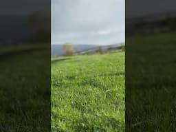 Is it time to get the party started? #spring #mower #grass