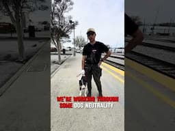 Board and train check in with Ryan and Jason #primalcanine #dogtraining