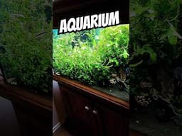 HALF Plants HALF Aquarium Fish #exoticaquariumfish #fishaquarium #fishtank #aquaticpets #aquarium