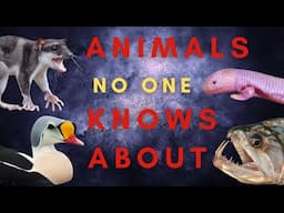 25 Animals You Haven't Heard About...Maybe - Africa, the Americas, Oceans