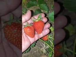 Night Time Strawberry Picking
