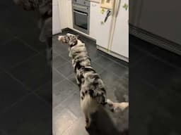 SHEPHERD GETS BIN LID STUCK ON HIS HEAD (SHORTS)