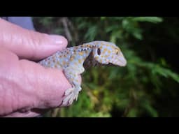 Tokay Gecko