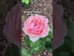More pink roses!  David Austin’s and more.