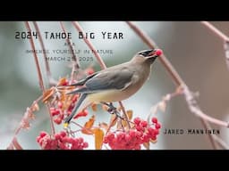 Birds of Lake Tahoe: Reflections on the 2024 Tahoe Big Year (Photos and Audio Presentation)
