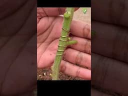 Copper Wire Trick Boosts Plant Growth! #shorts #garden  #farming