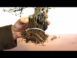 石付き盆栽を作ろう　匂い楓