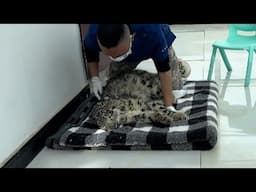 Falling from a cliff, a snow leopard cub covered in wounds survived after 42 days of treatment