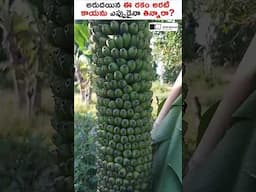 చాలా అరుదైన ఈ అరటి తినడం వల్ల ఏమవుతుందో తెలుసా? #shorts #sirishakandula