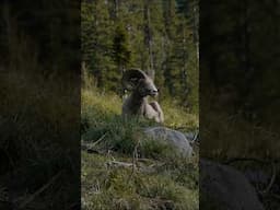 #Bighornsheep  were once prolific across #Wyoming