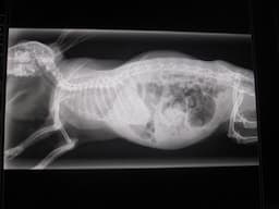 Dental Rabbit gut stasis a dangerous life threatning Condition.  Noahs Ark Vets Hucking Kent