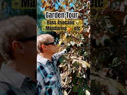 Late February Garden | Avocados, Citrus & more in Pacific Beach, CA